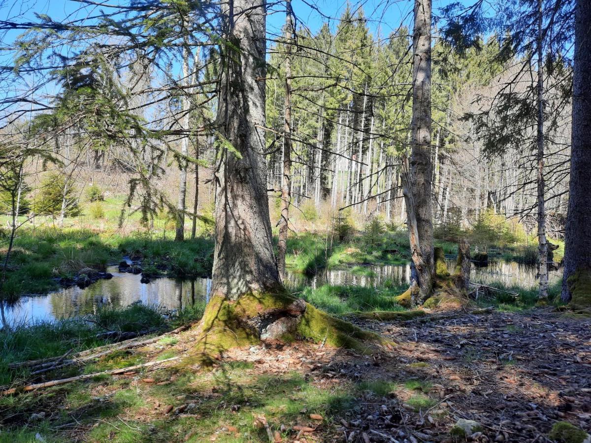 Ferienwohnung Dahlie Grafenhausen Esterno foto